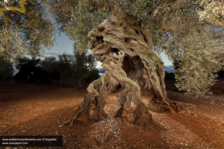 Millenium olive tree. Nurseries Toni