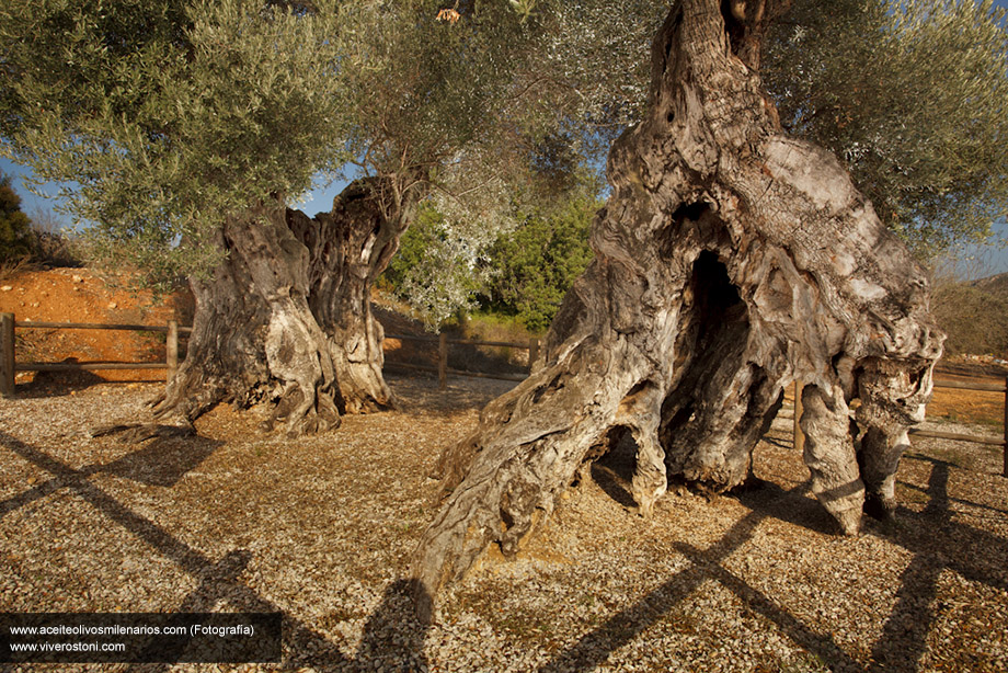Millenium olive tree. Nurseries Spain
