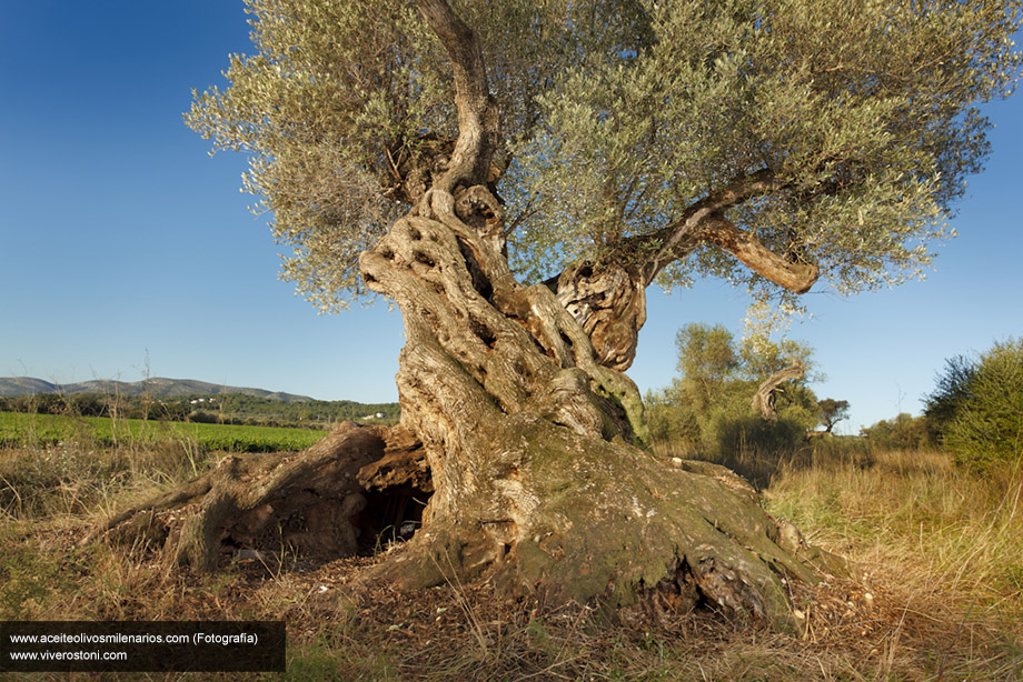 Millenium olive tree. Spanish Plant Nursery