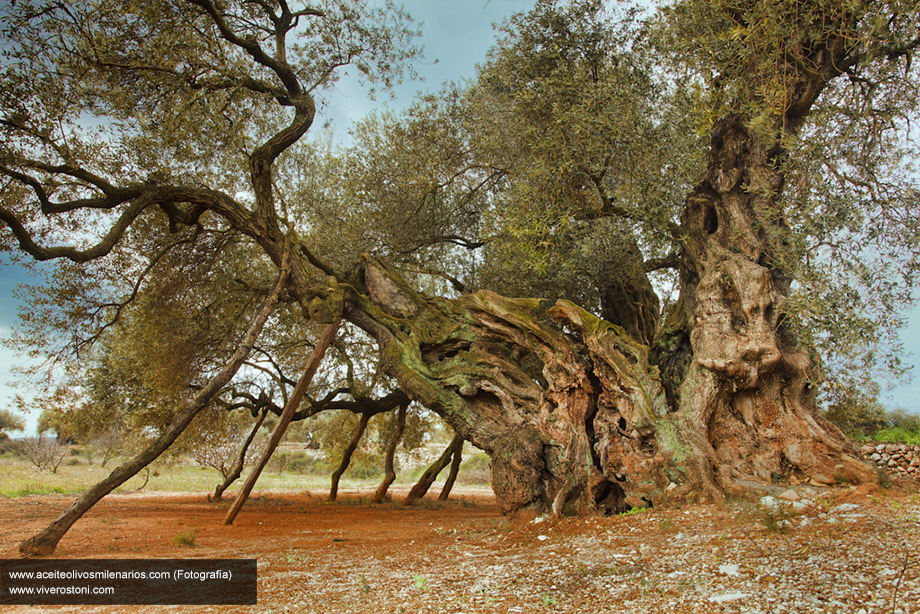 Millenium olive tree. Plant Nursery Spain