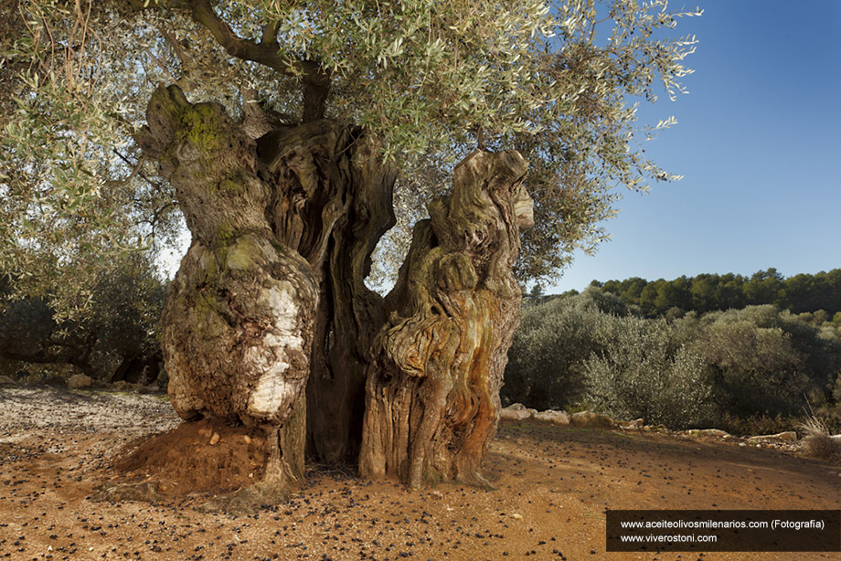 Millenium olive tree. Viveros Toni